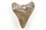 Fossil Megalodon Tooth - North Carolina #200662-1